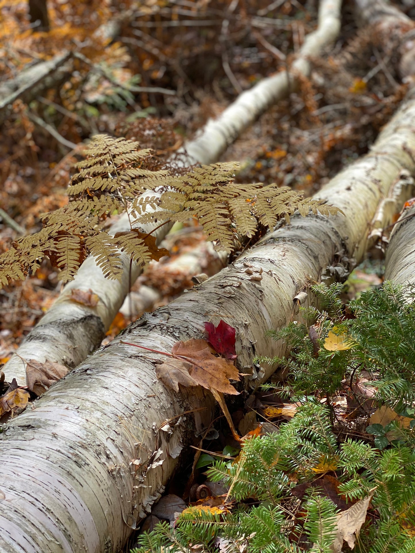 Birch Log
