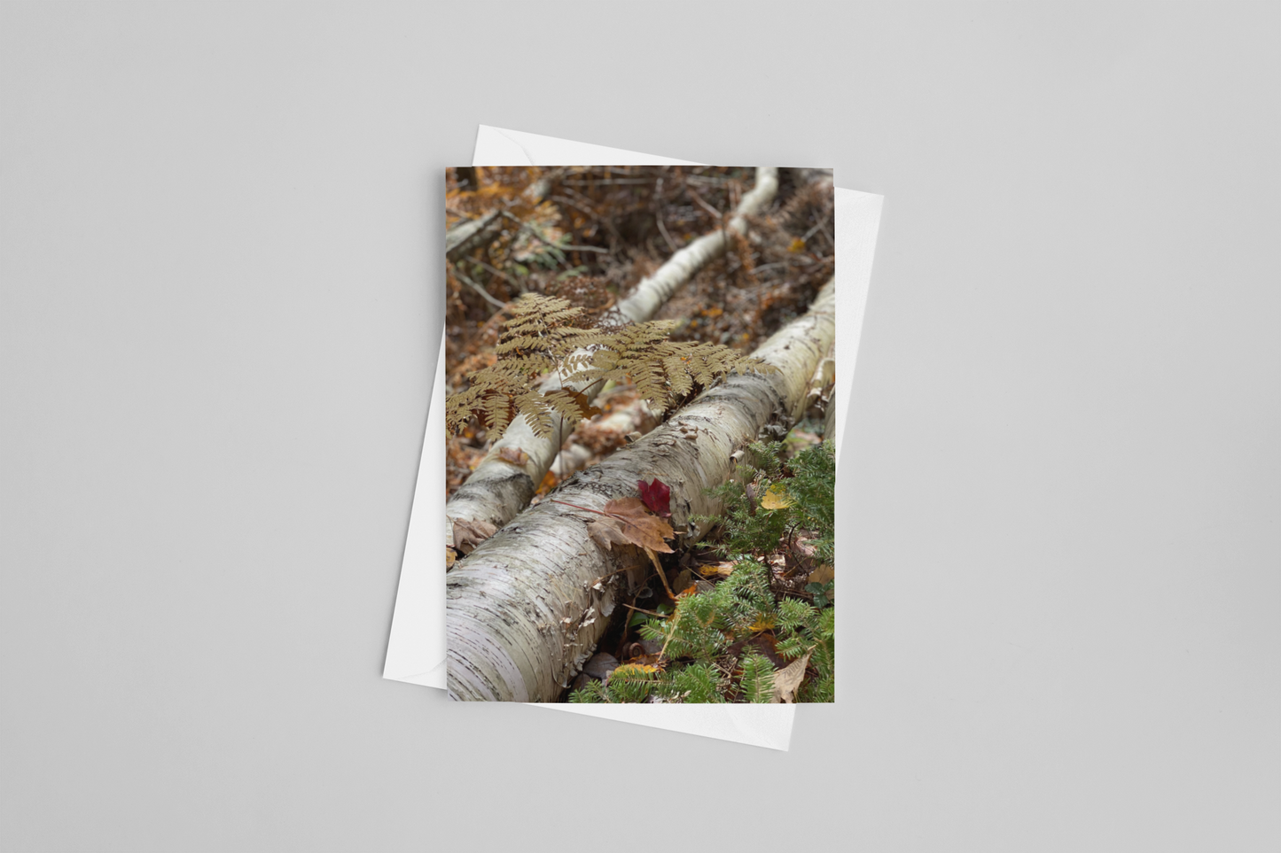 Birch Log