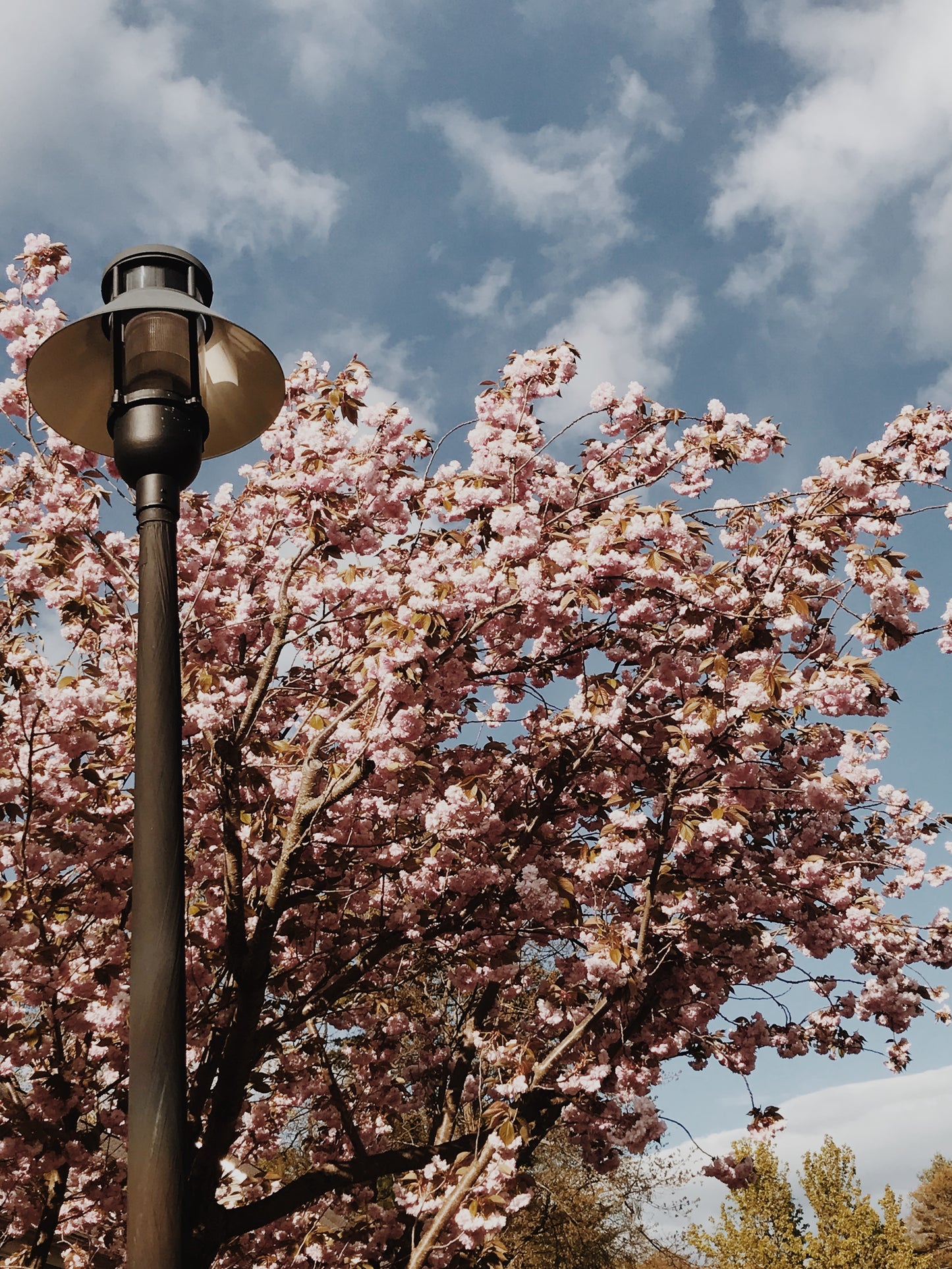 Lamp Blossoms