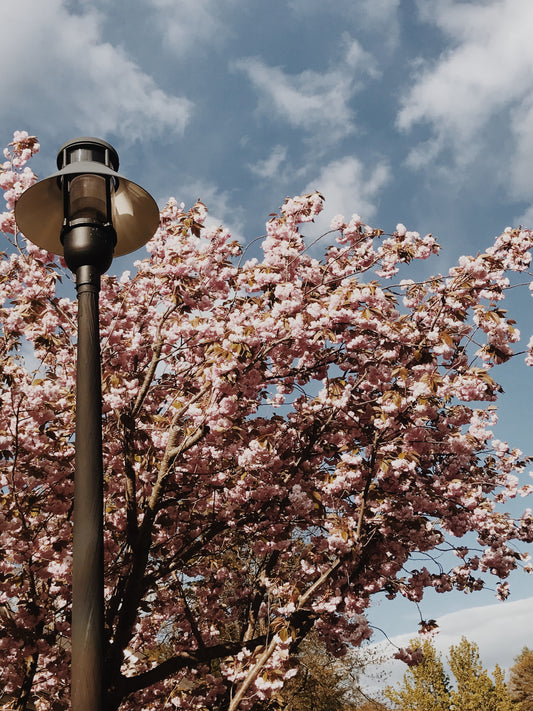 Lamp Blossoms