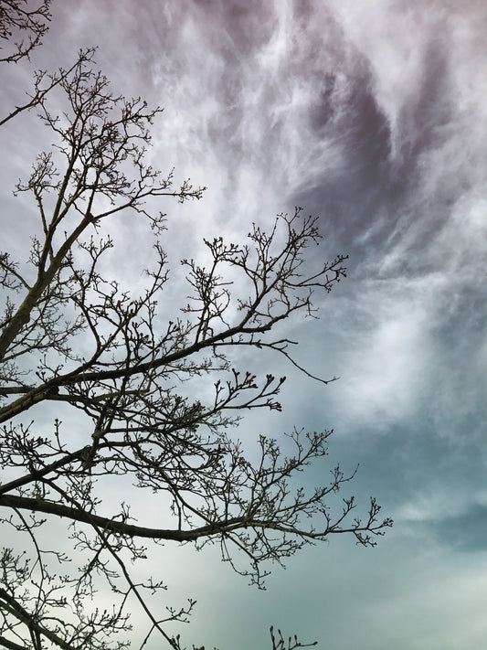 Branching Twilight