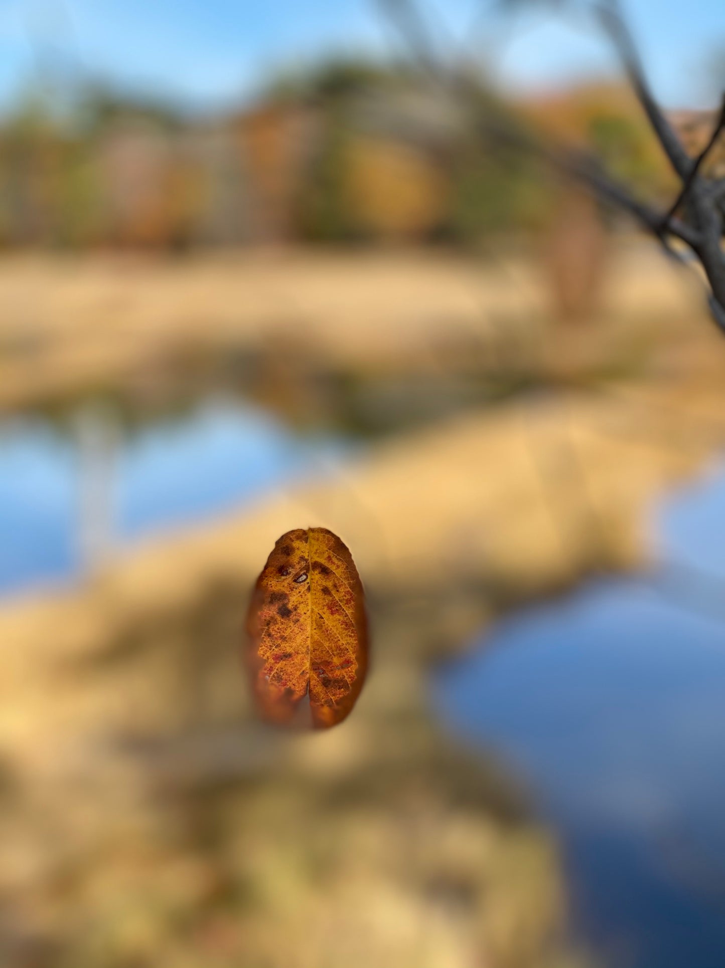 Drop Leaf