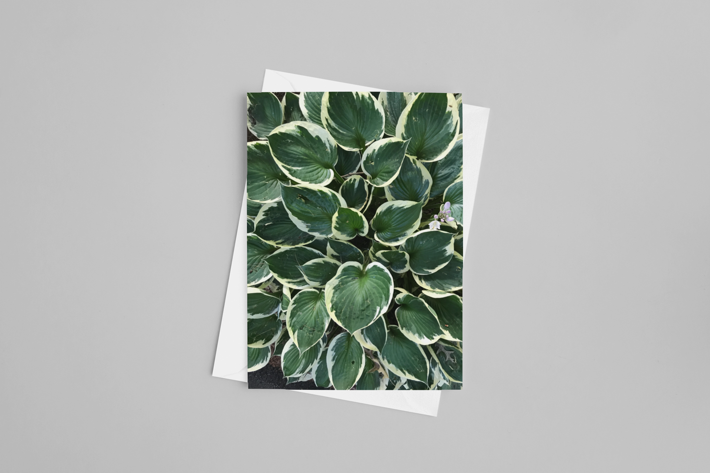 Layered Leaves