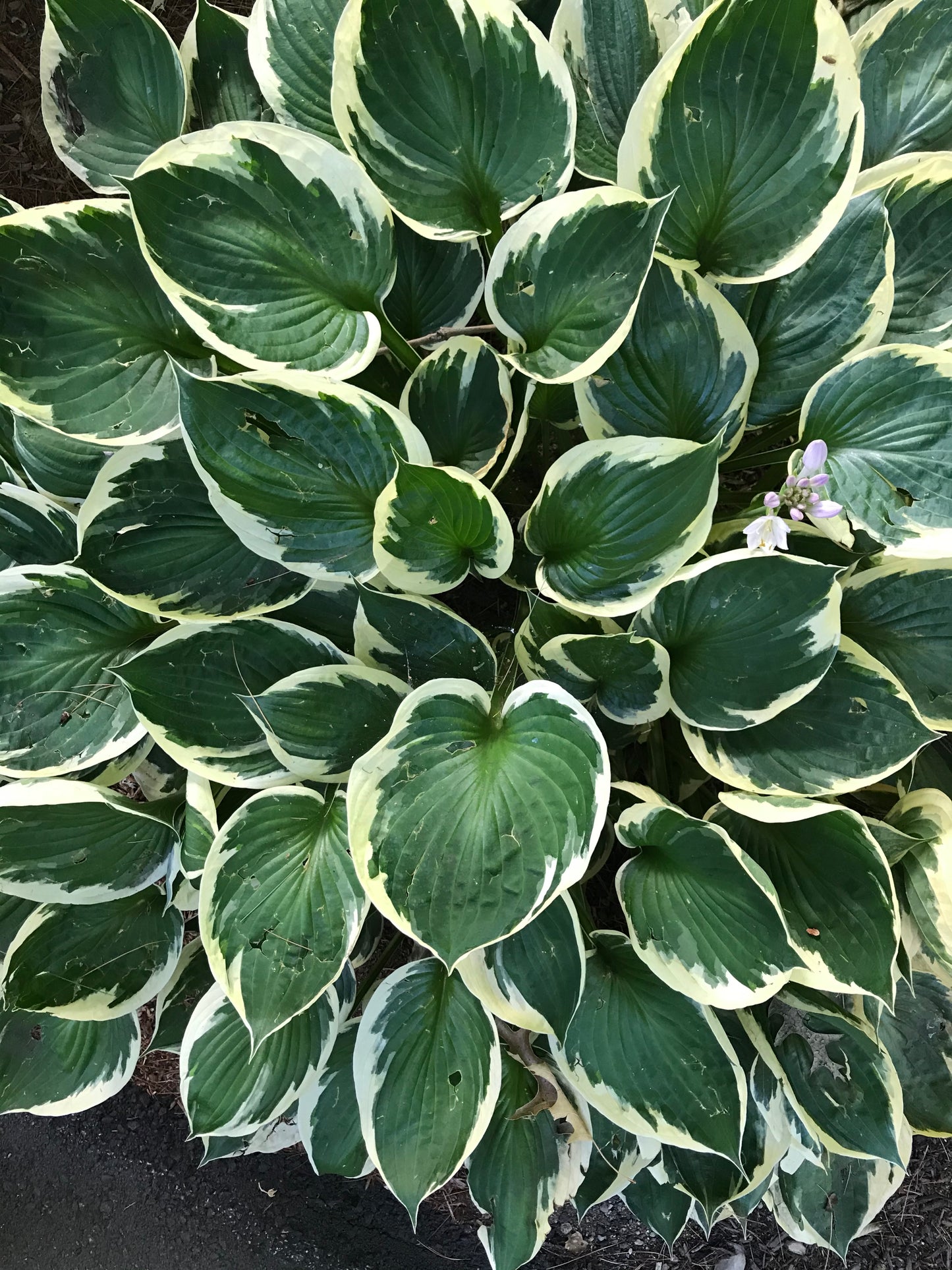 Layered Leaves