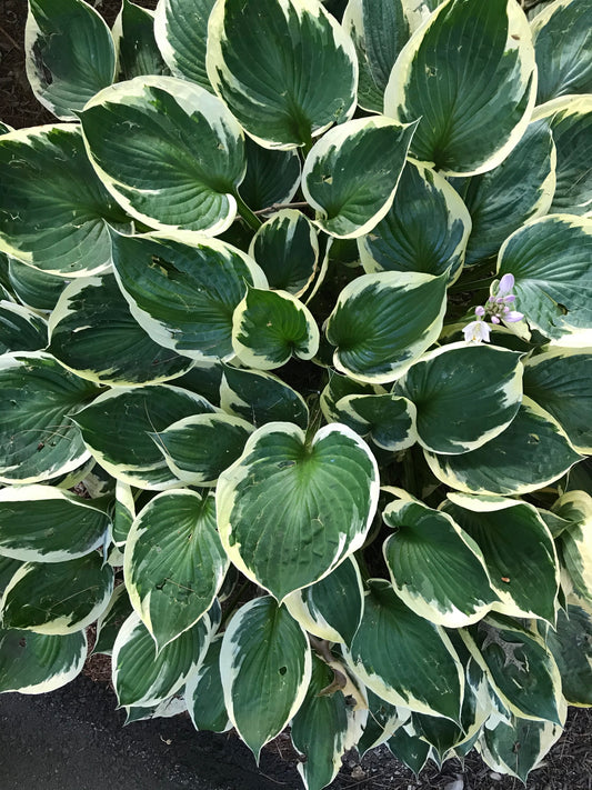 Layered Leaves
