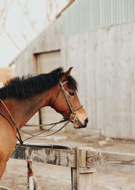 Horse Barn