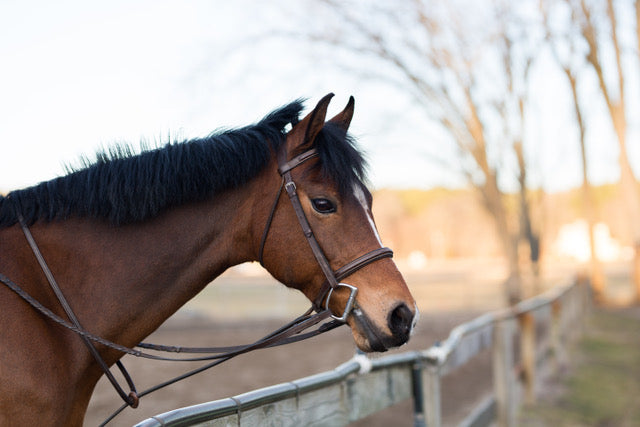 Sunset Horse