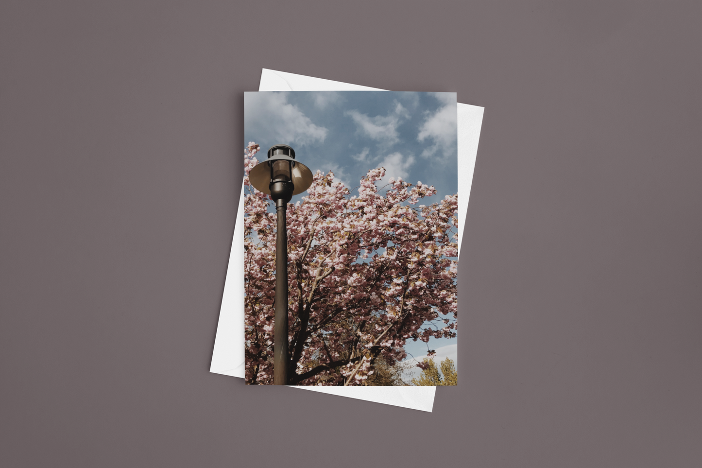 Lamp Blossoms
