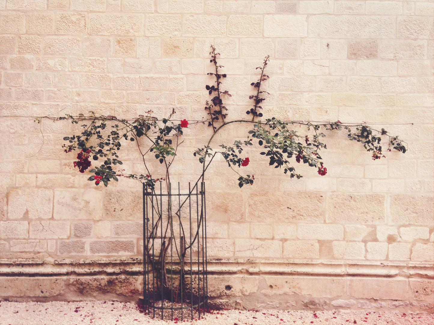 Rose Vines
