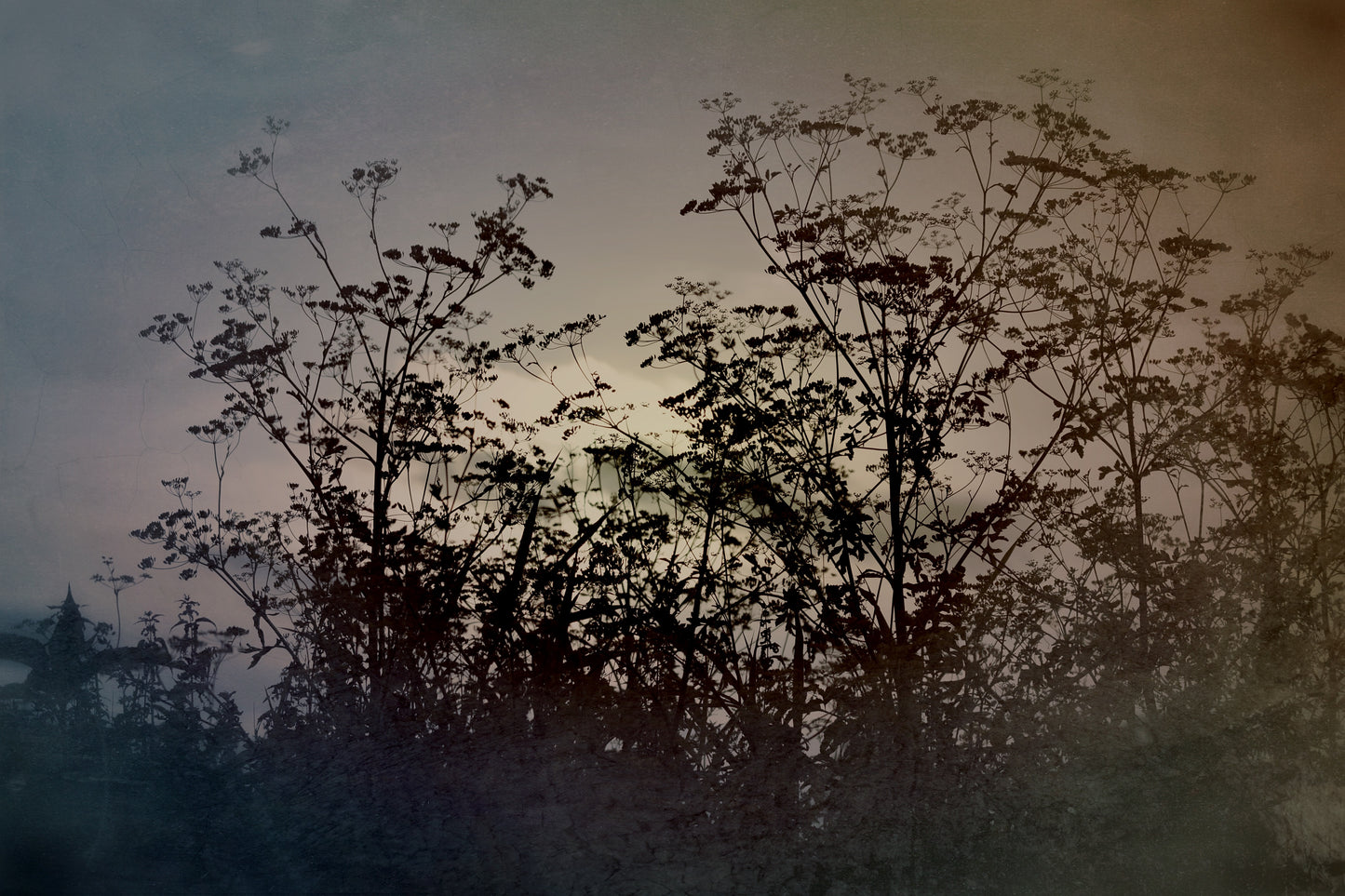 Silhouette