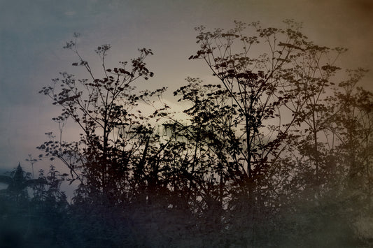 Silhouette