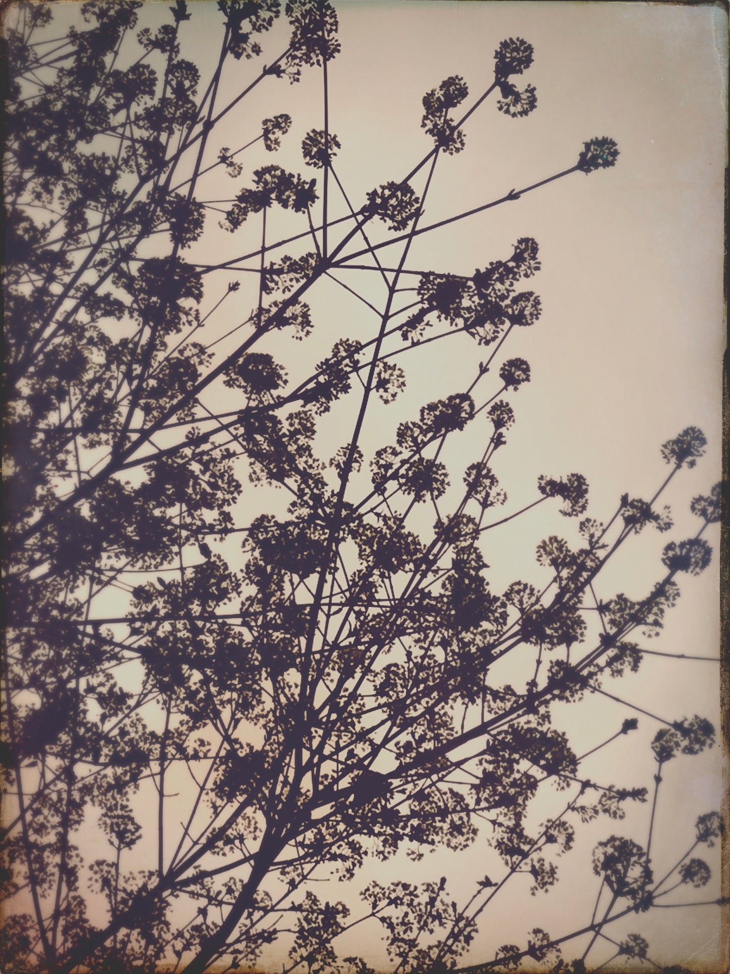 Silhouette Leaves