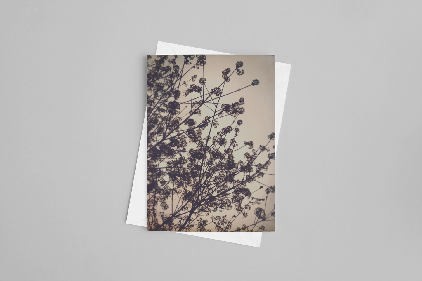 Silhouette Leaves