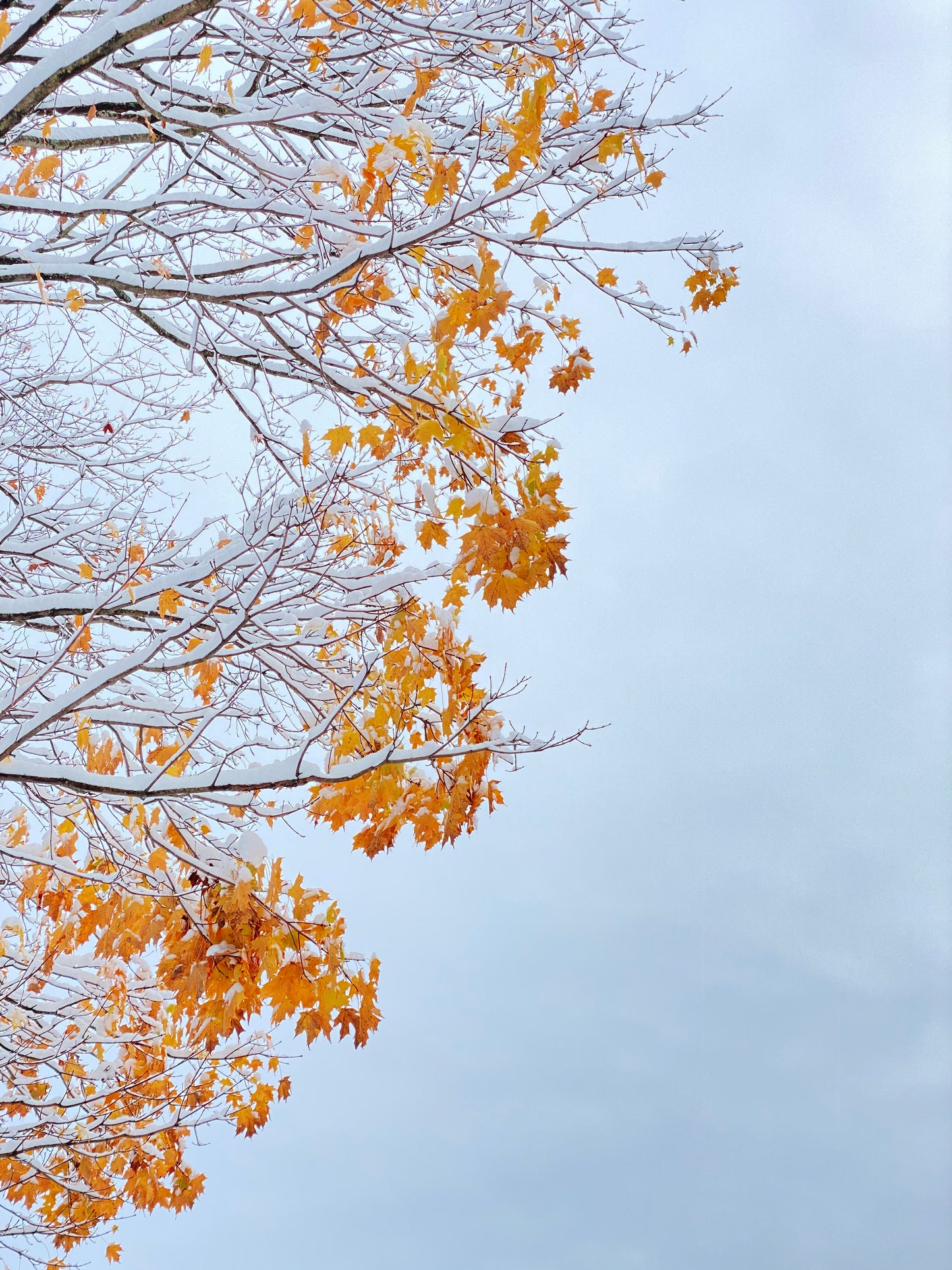 Snow Fall