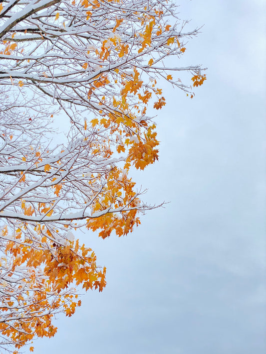Snow Fall