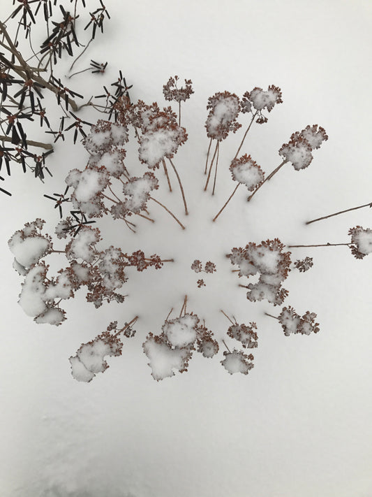 Snow Flowers