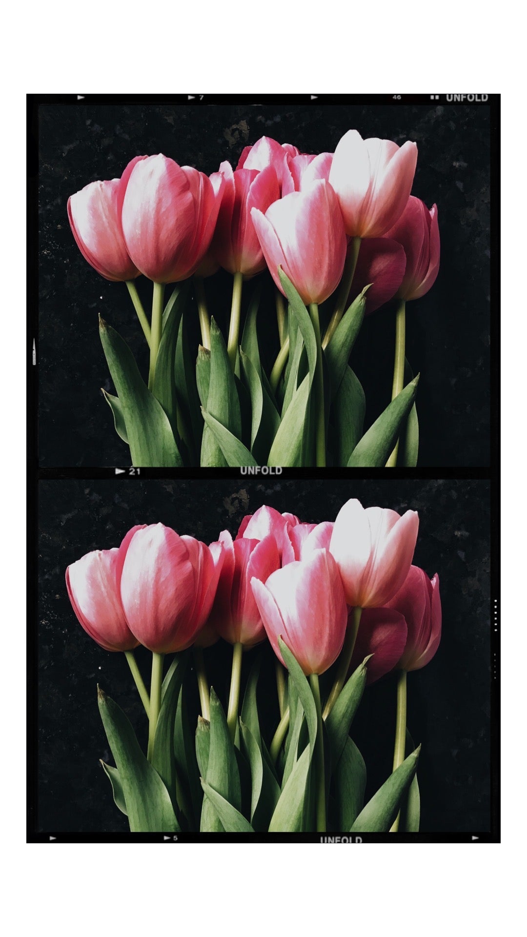 Tulip Duo