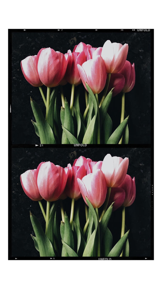 Tulip Duo