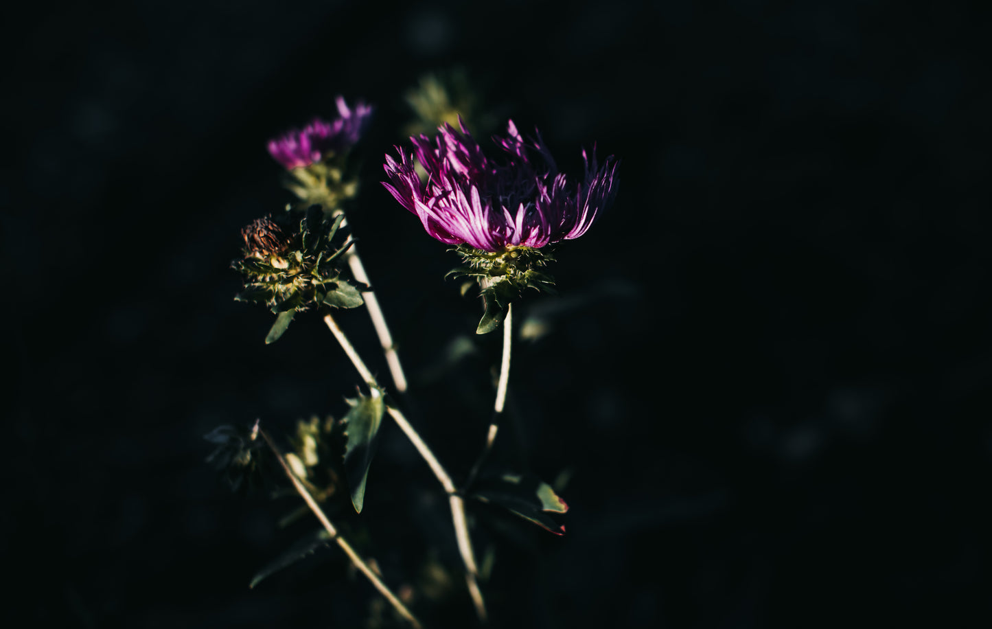 Violet