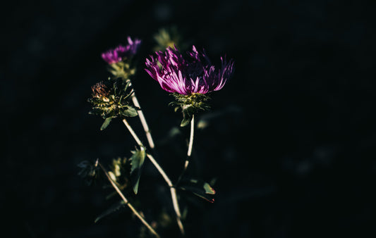 Violet