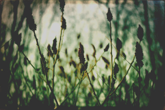 Wild Greens