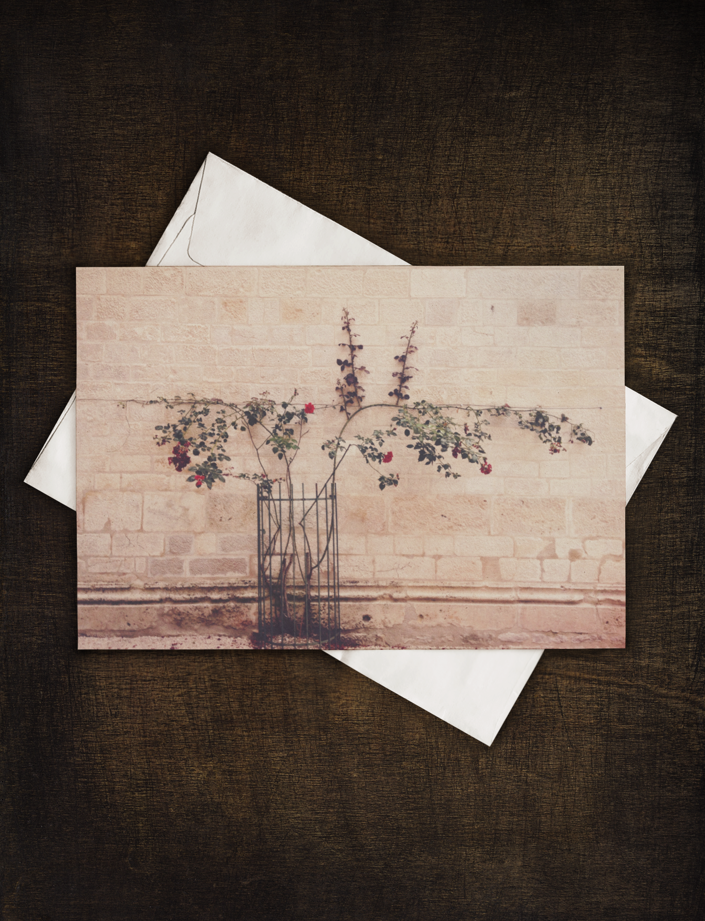 Rose Vines